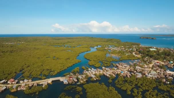 Forêt de mangroves en Asie — Video