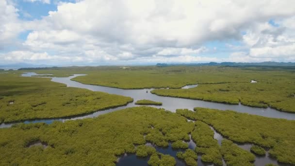 Mangrove forest in Asia — Stock Video