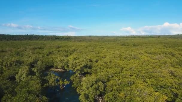 Mangrove forest in Asia — Stock Video