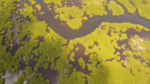 Bosque de manglares en Asia — Vídeos de Stock