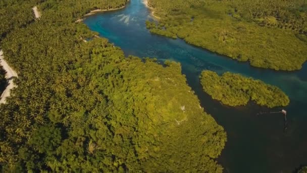 Mangrove erdő Ázsiában — Stock videók