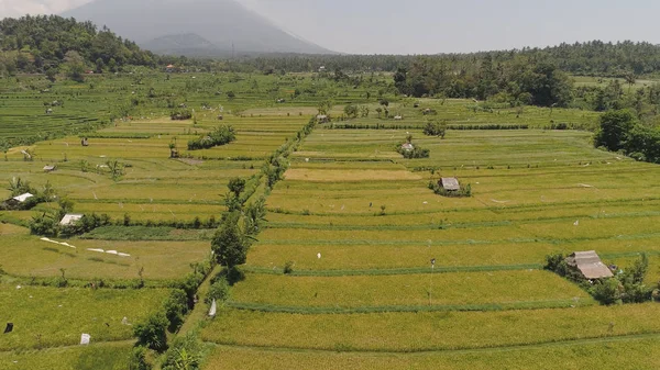 Rizsteraszok és mezőgazdasági földterületek Indonéziában — Stock Fotó
