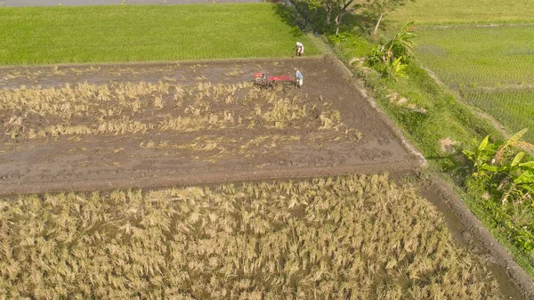 Agricoltore in indonesia risaia — Foto Stock