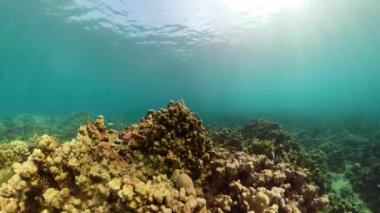 Mercan resifi ve tropikal balıklar