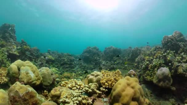 Arrecife de coral y peces tropicales — Vídeo de stock