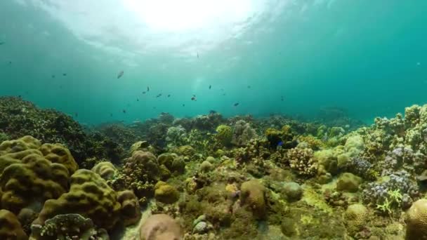 Коралловый риф и тропические рыбы — стоковое видео