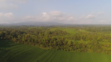 Endonezya 'da tarım arazisi olan pirinç tarlaları