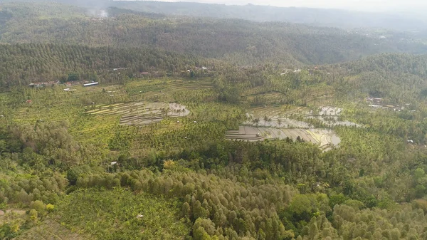 有庄稼的农田 山坡上的树木 印度尼西亚农村有水稻梯田农作物的鸟瞰农田 — 图库照片