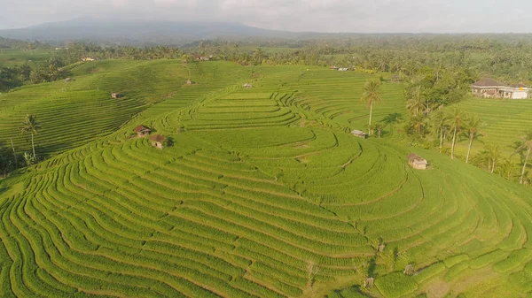 Risfält med jordbruksmark i indonesien — Stockfoto