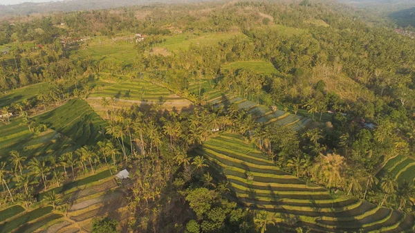 Campos de arroz con tierras agrícolas en indonesia —  Fotos de Stock