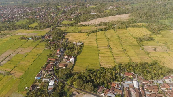 Endonezya 'da tarım arazisi olan tropikal araziler — Stok fotoğraf