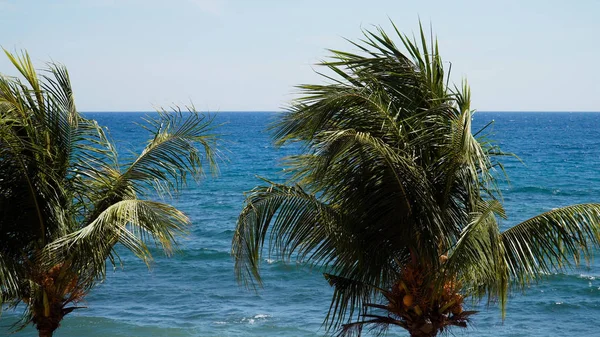 Palmiye ağaçları ve mavi gökyüzü — Stok fotoğraf