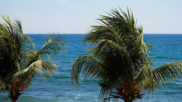 Palmeras y cielo azul —  Fotos de Stock