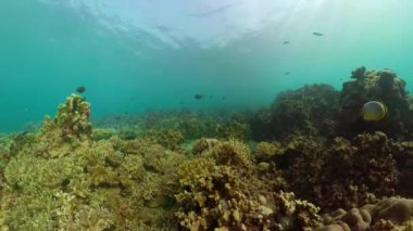 Mercan resifi ve tropikal balıklar