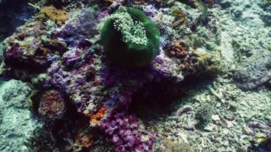 Mercan resifi ve tropikal balıklar