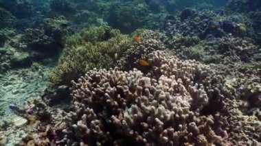 Mercan resifi ve tropikal balıklar