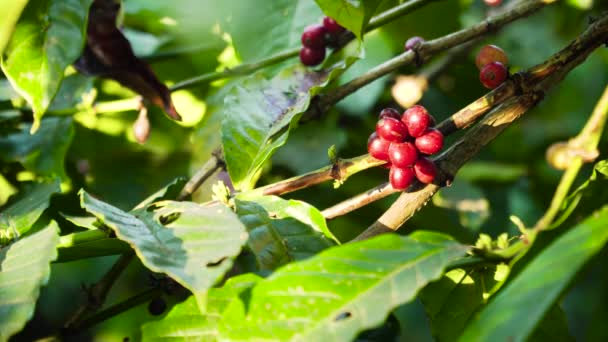 Koffiebessen op tak — Stockvideo