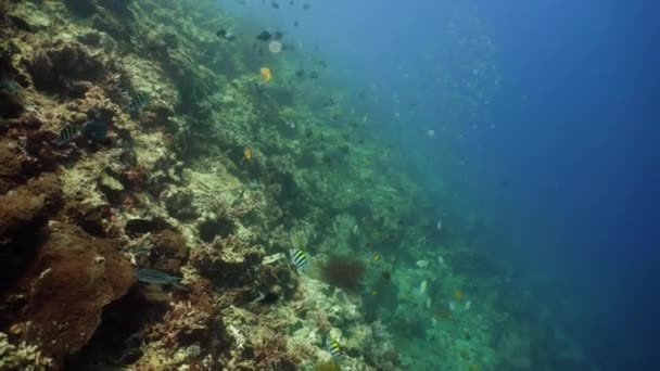 Arrecife de coral y peces tropicales — Vídeos de Stock