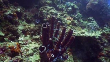 Mercan resifi ve tropikal balıklar