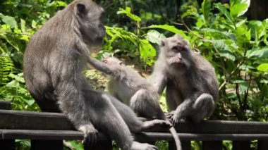 Bali 'deki ormanda maymunlar.