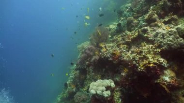 Mercan resifi ve tropikal balıklar