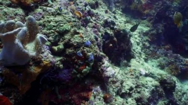 Mercan resifi ve tropikal balıklar