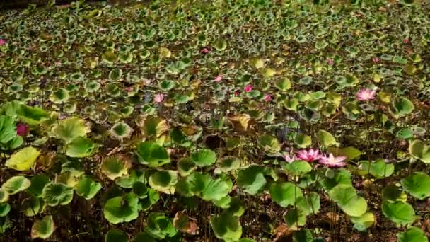 Flor de loto rosa — Vídeos de Stock