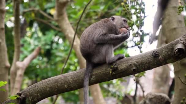 बाली मध्ये जंगलात माकड्या . — स्टॉक व्हिडिओ