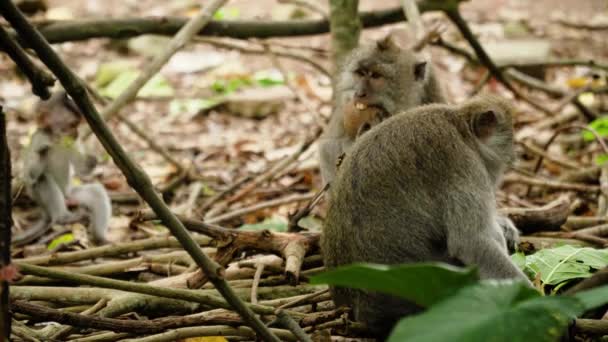 Singes dans la forêt à Bali. — Video