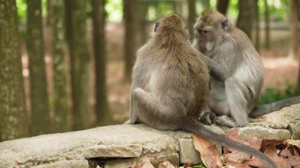 Macacos na floresta em Bali. — Vídeo de Stock