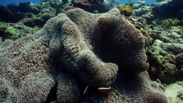 Recifes de coral e peixes tropicais — Vídeo de Stock