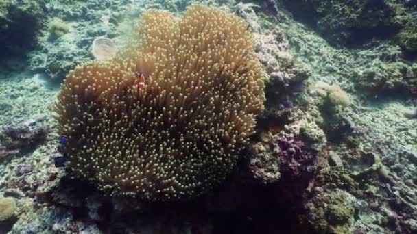 Barriera corallina e pesci tropicali — Video Stock