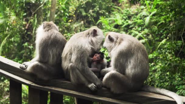 Apen in het bos op Bali. — Stockvideo