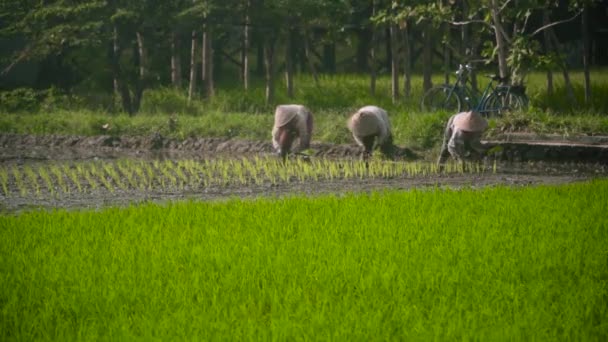 Los agricultores están plantando arroz — Vídeos de Stock