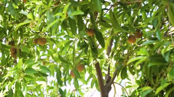 Плоды саподильи на дереве — стоковое видео