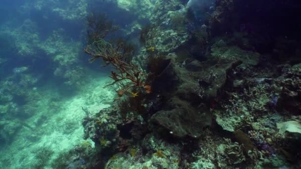 Arrecife de coral y peces tropicales — Vídeo de stock