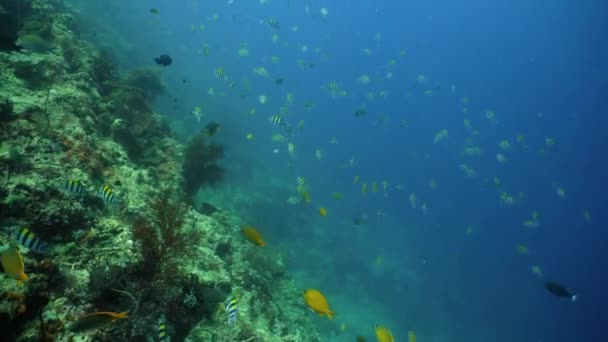 Recifes de coral e peixes tropicais — Vídeo de Stock