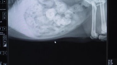 X-ışını imge-in belgili tanımlık köpek.