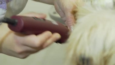Evcil hayvan bakım salonu. Evcil hayvan bakımı yapan küçük bir köpeği tımar etmek, köpekler için kuaförlük yapmak. Küçük köpek bir profesyonel tarafından kırpılırken masada oturur..
