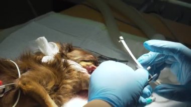 Diş tedavisi, köpeğin dişlerini temizlemek..