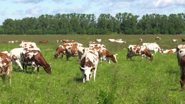 Vacas pastando en pastos — Vídeo de stock