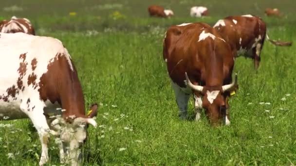 Vaches broutant dans les pâturages — Video