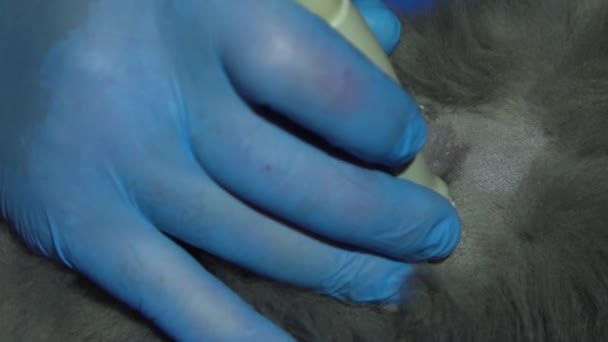 Ultrazvuková diagnostika na veterinární klinice. — Stock video