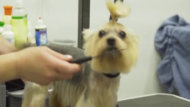 Perro en salón de aseo de mascotas. — Vídeos de Stock