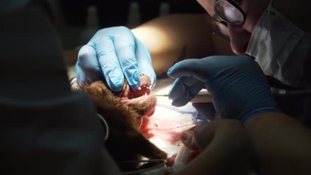 Dental procedure, cleaning the teeth of a dog. — Stock Video