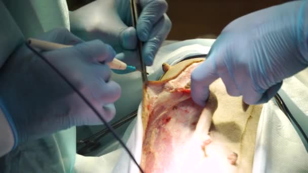 兽医诊所内的狗只外科手术 — 图库视频影像