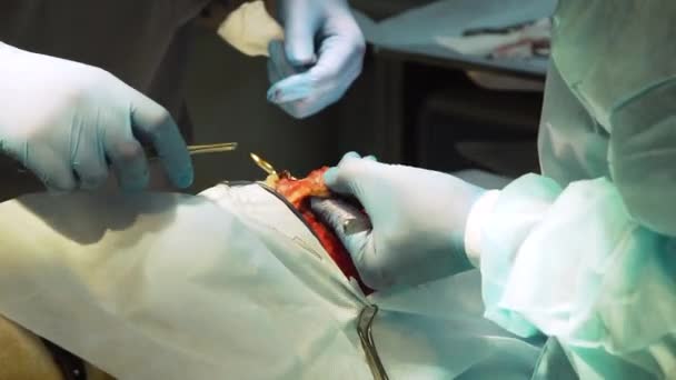 수의사 병원에서 개를 수술하는 모습 — 비디오
