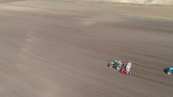 Pěstování salátu na poli farmy. — Stock video