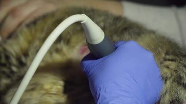 Ultrasound diagnostic in veterinary clinic. — Stock Video