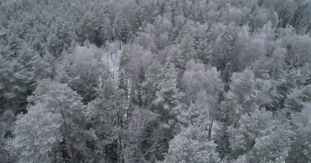 Paisaje invernal con bosque. — Vídeo de stock